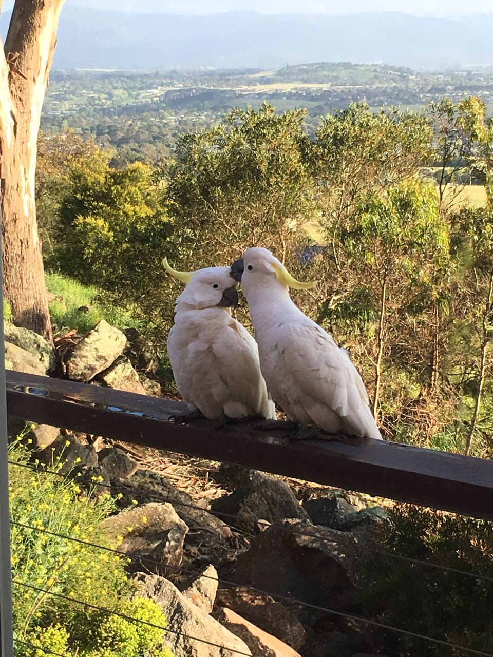 Local cockatoos 