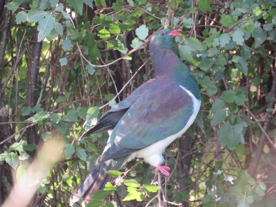 Beautiful Kereru taken from the deck.