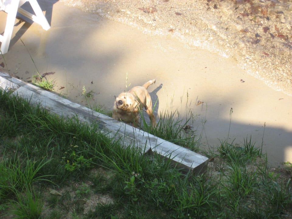 Bring Fido for a fee!