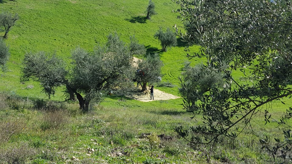 Olive picking season end of October/beginning November