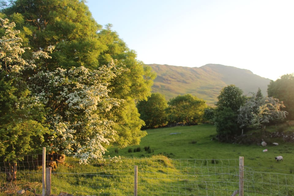 Views of nearby mayflower bushes.