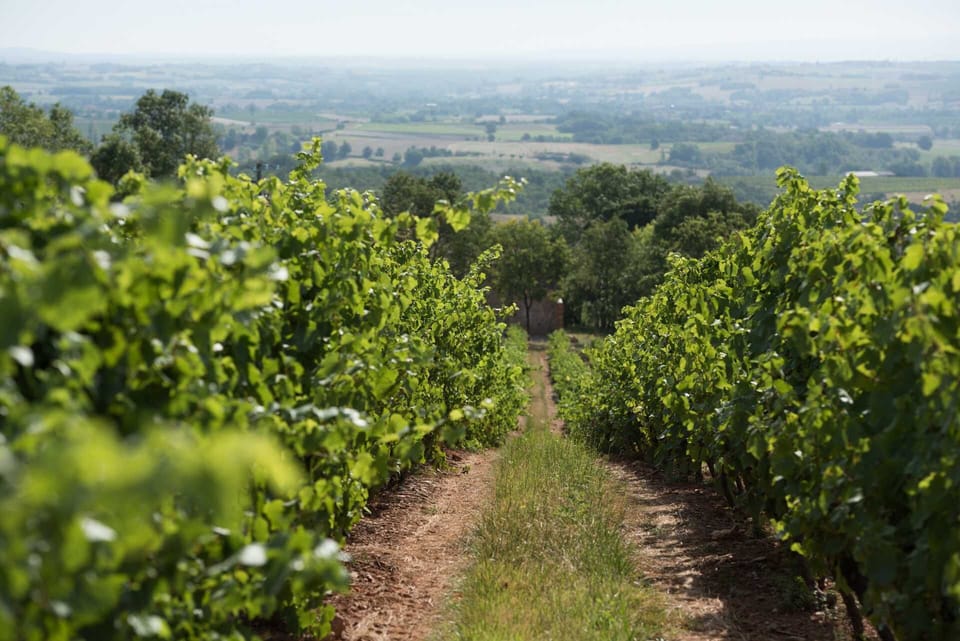 Vineyards and views over the valley