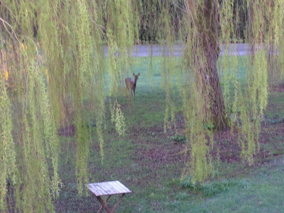 Morning guest