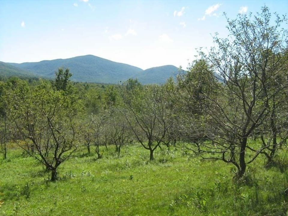 apple trees in springtime