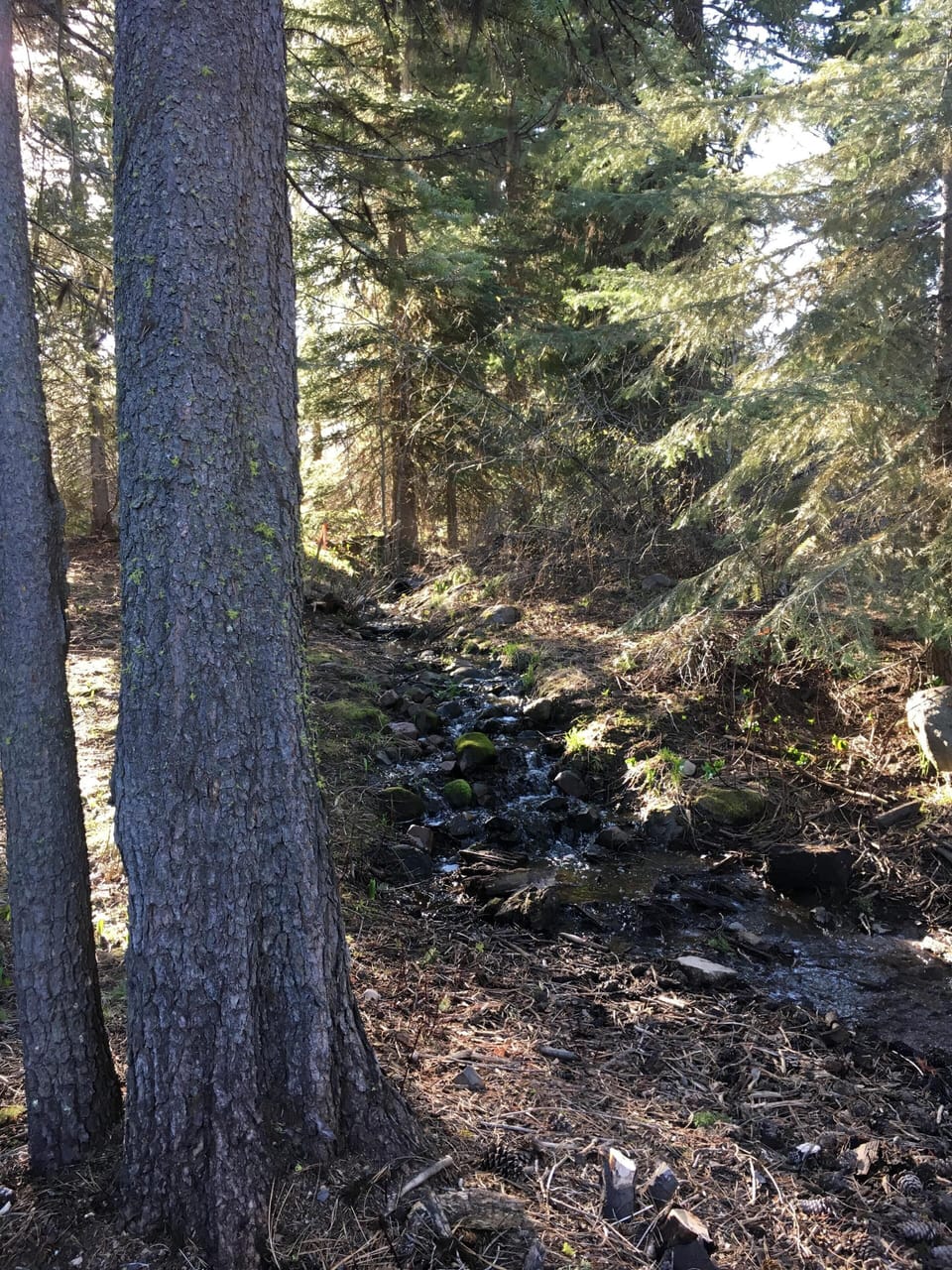 Seasonal Creek Sides Property. Easy to Catch Trout in May and June.