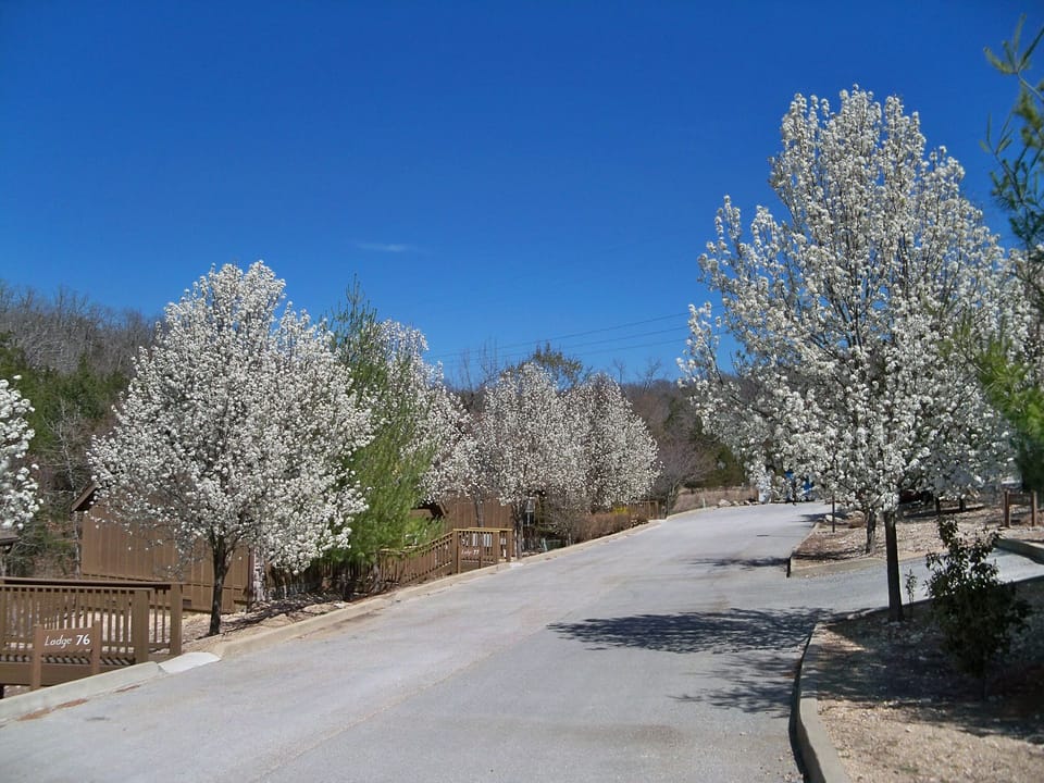 Although secluded this pet-friendly cabin is near the lake and pool