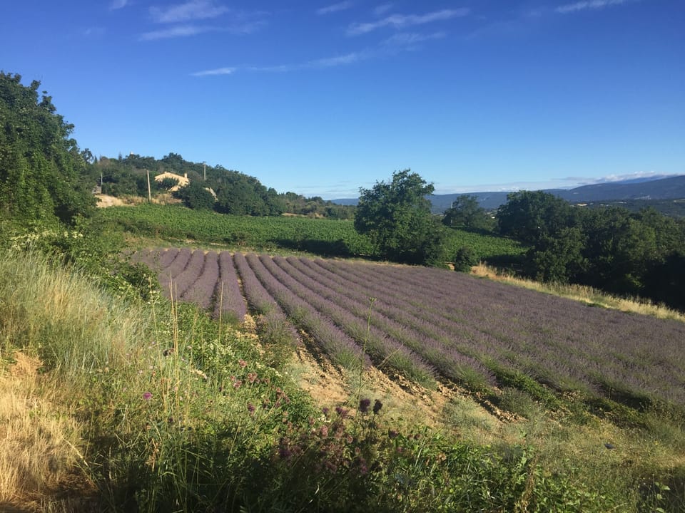 Lavender fields just outside Saignon
