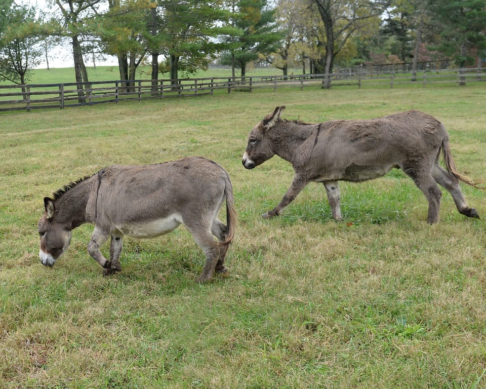 Misbehaving donkeys.