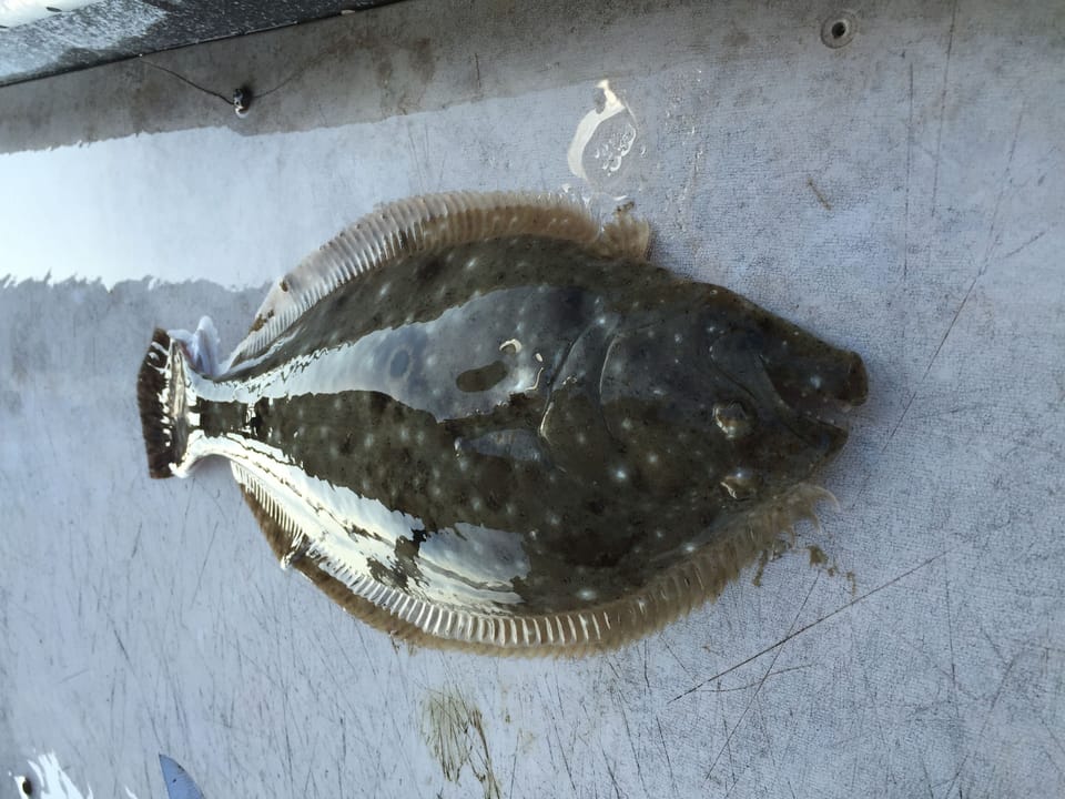 Flounder in the bay.