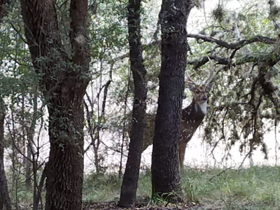 resident Axis buck