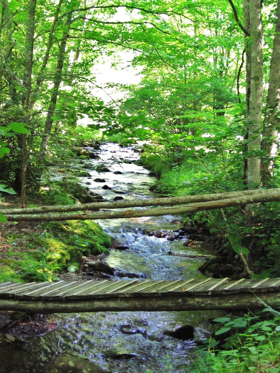 Island in creek on driveway to cabin
