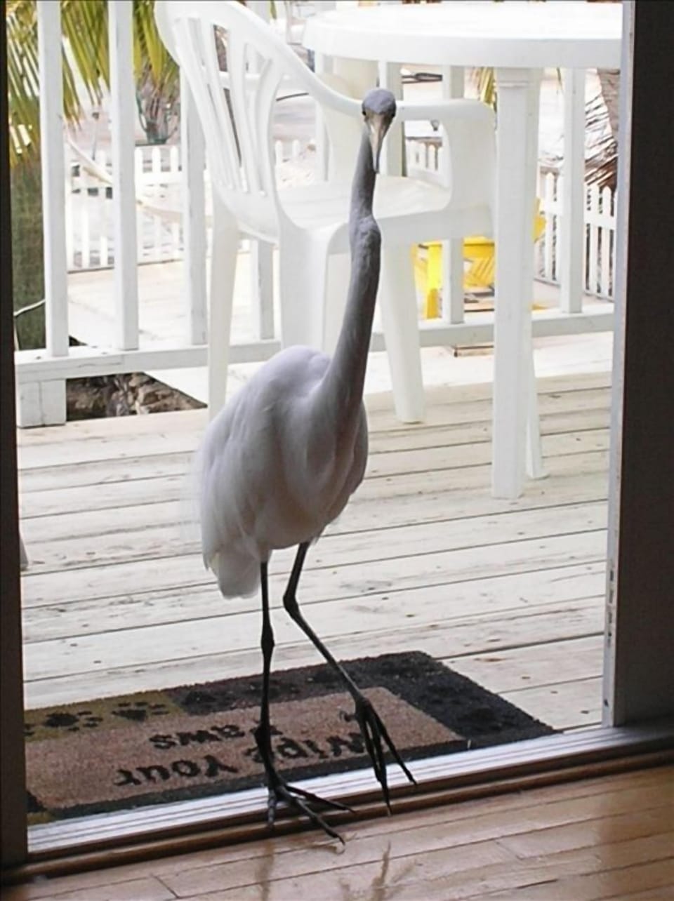 A bit of Wildlife arriving for a treat