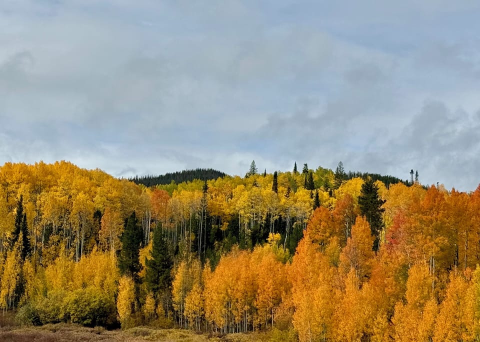 Area Fall view of Aspen