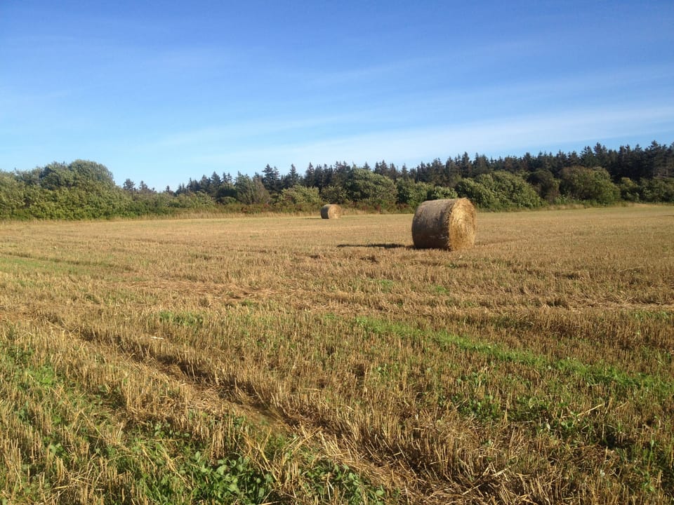back field behind cottage