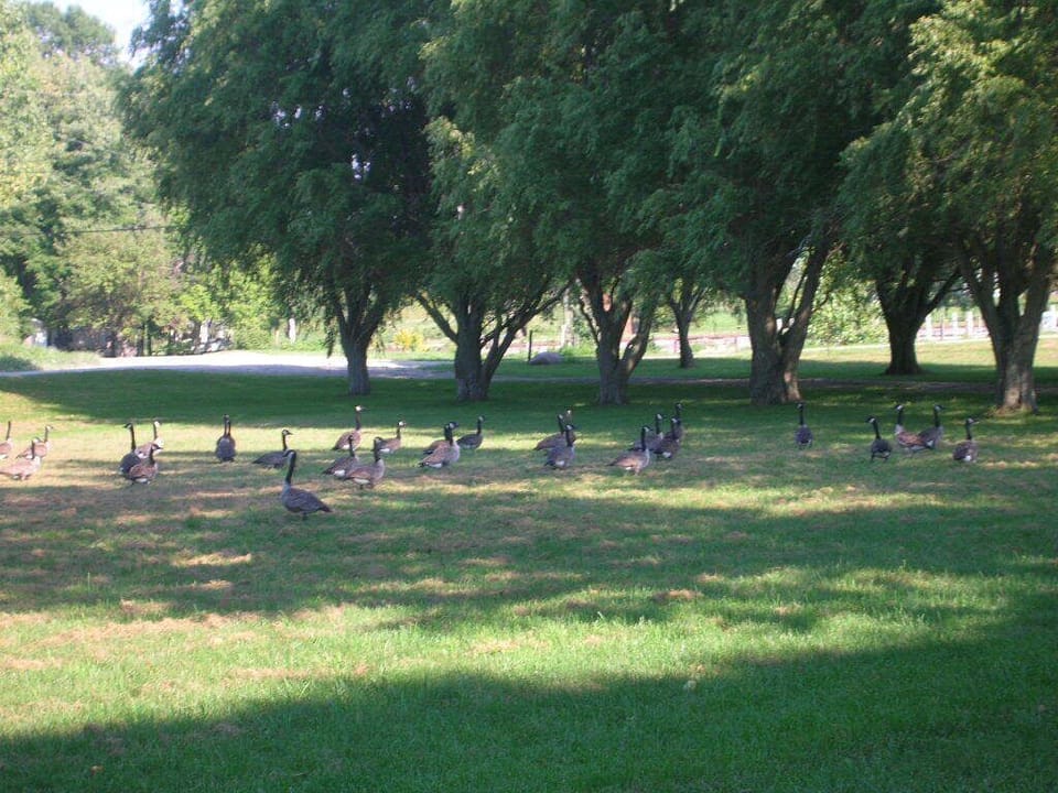 A acre of grass around Harmony House.  Fun to run and play.