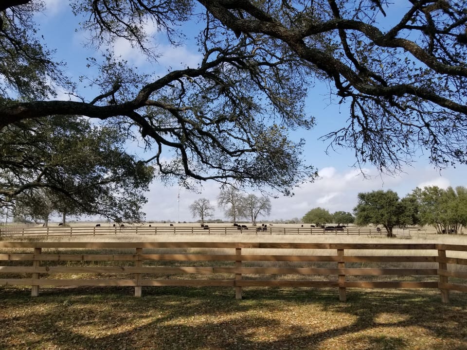 View of pasture with cattle grazing.  Deer typically can also be seen