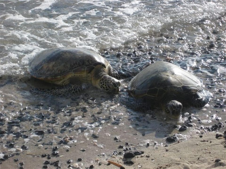 Turtles at A-Bay