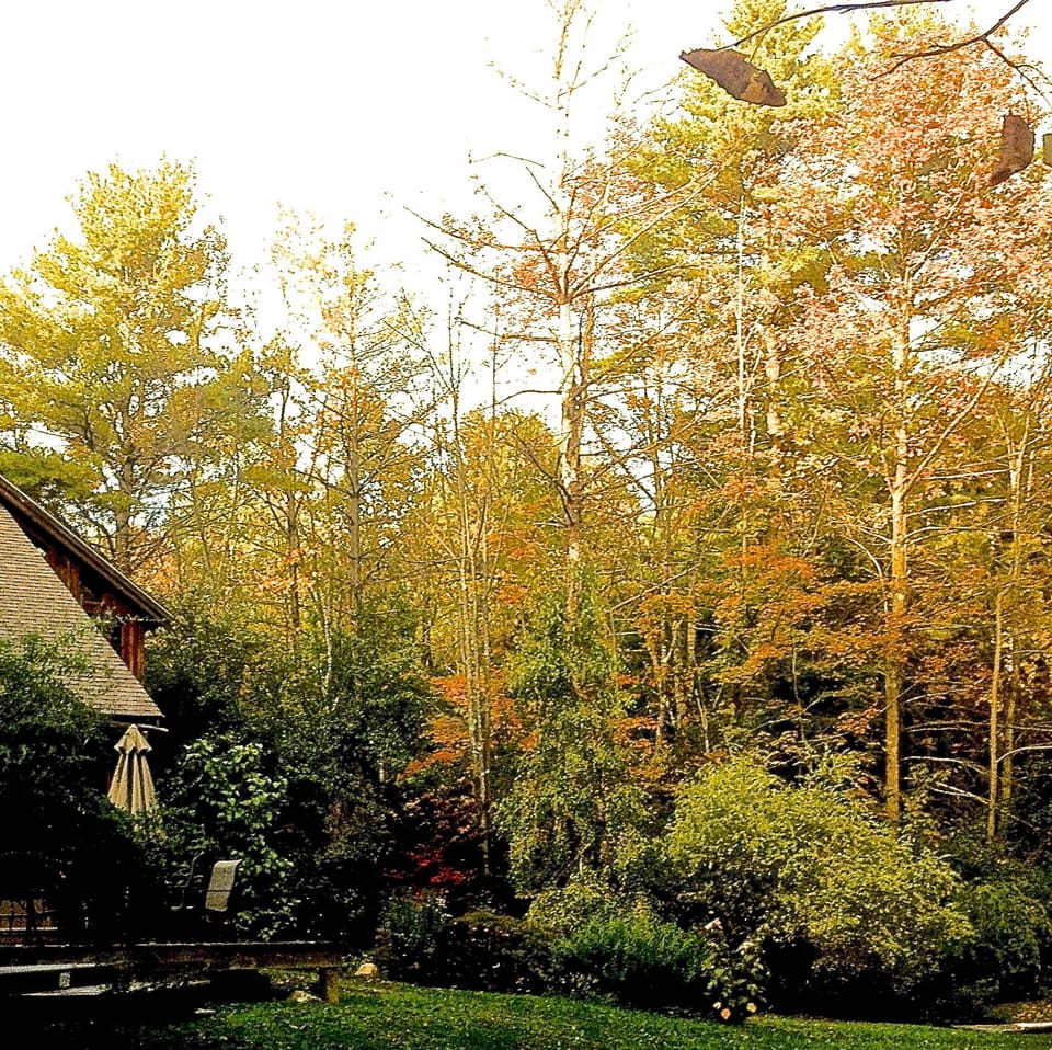 The back yard in the Fall. 