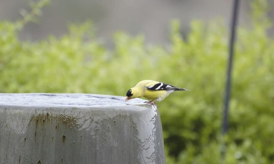 Gold Finch
