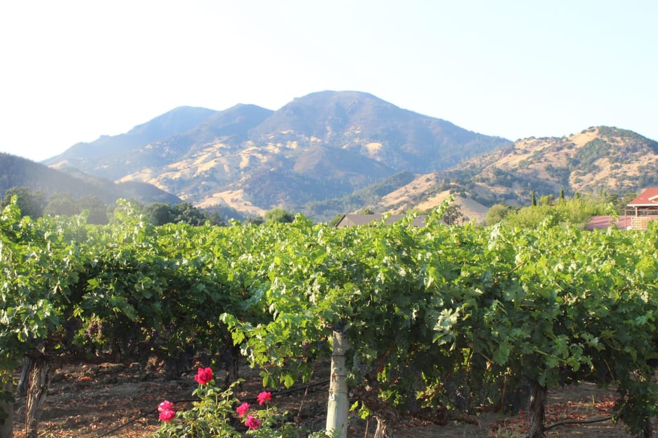 Luscious vineyard views before the harvest