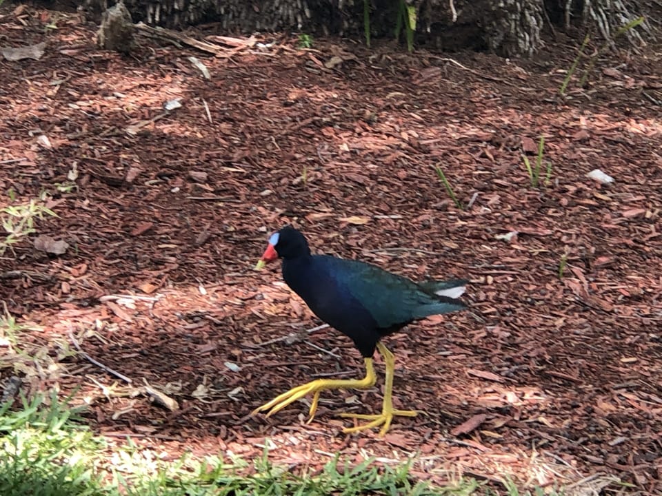 Colorful gallinules like to be fed bread bits