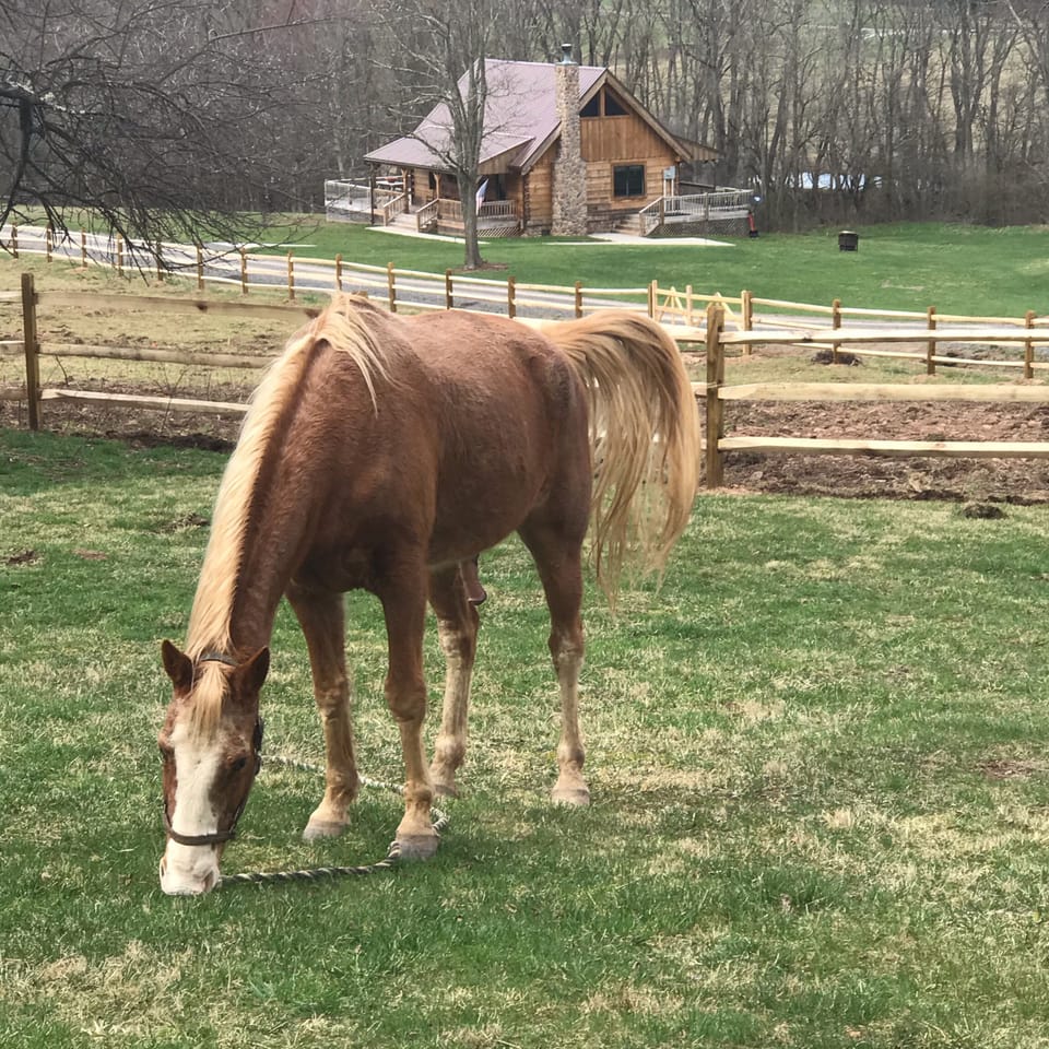 Horse farm across the street. Enjoy watching Rudy, Chief, and Jannie the donkey😆