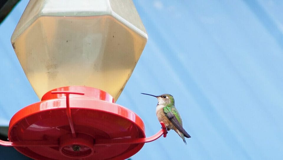 One of the many hummingbirds that return every summer