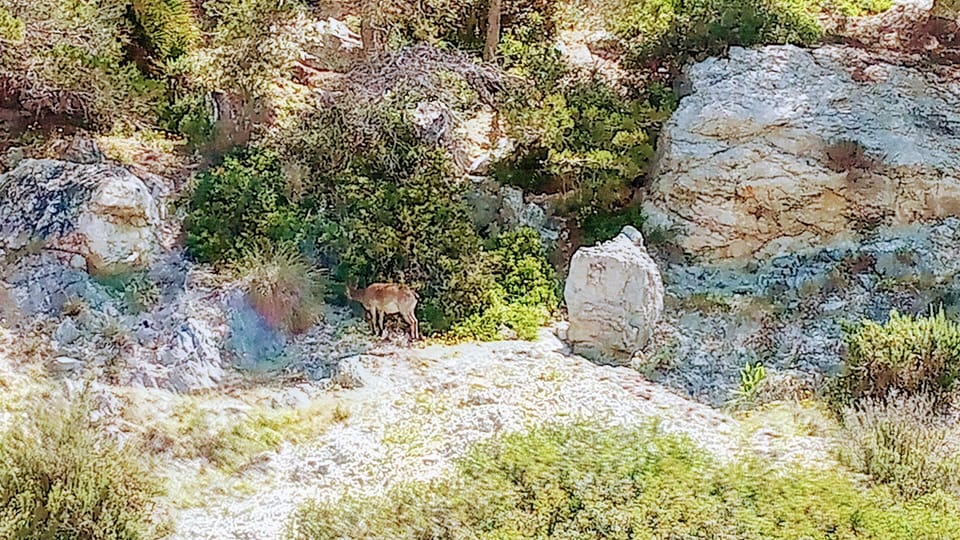 Mountain Goat in the Cerro Gordo Natural Park (Next to Pueblo Community)