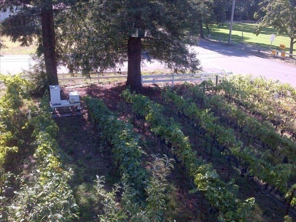 Property has 130 syrah vines, 2 bee hives and a couple California Redwoods.