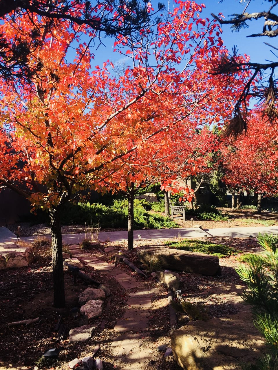 Stunning fall foliage