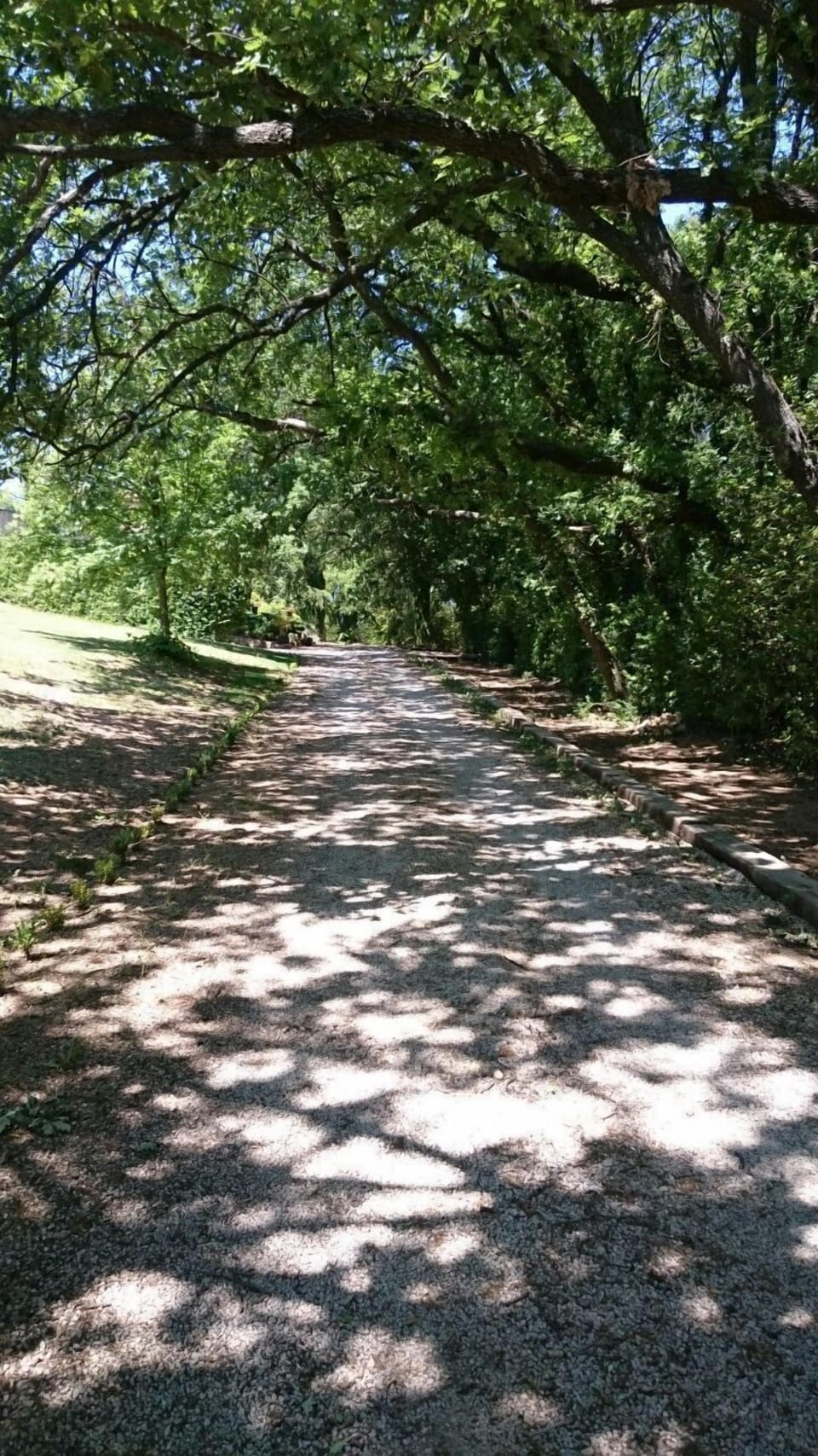 Beautiful tunnel of trees by driveway