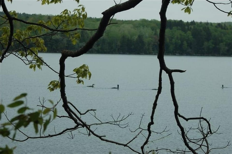 Walkers Pond is a 900ft walk down from the house. See Loons from water's edge.