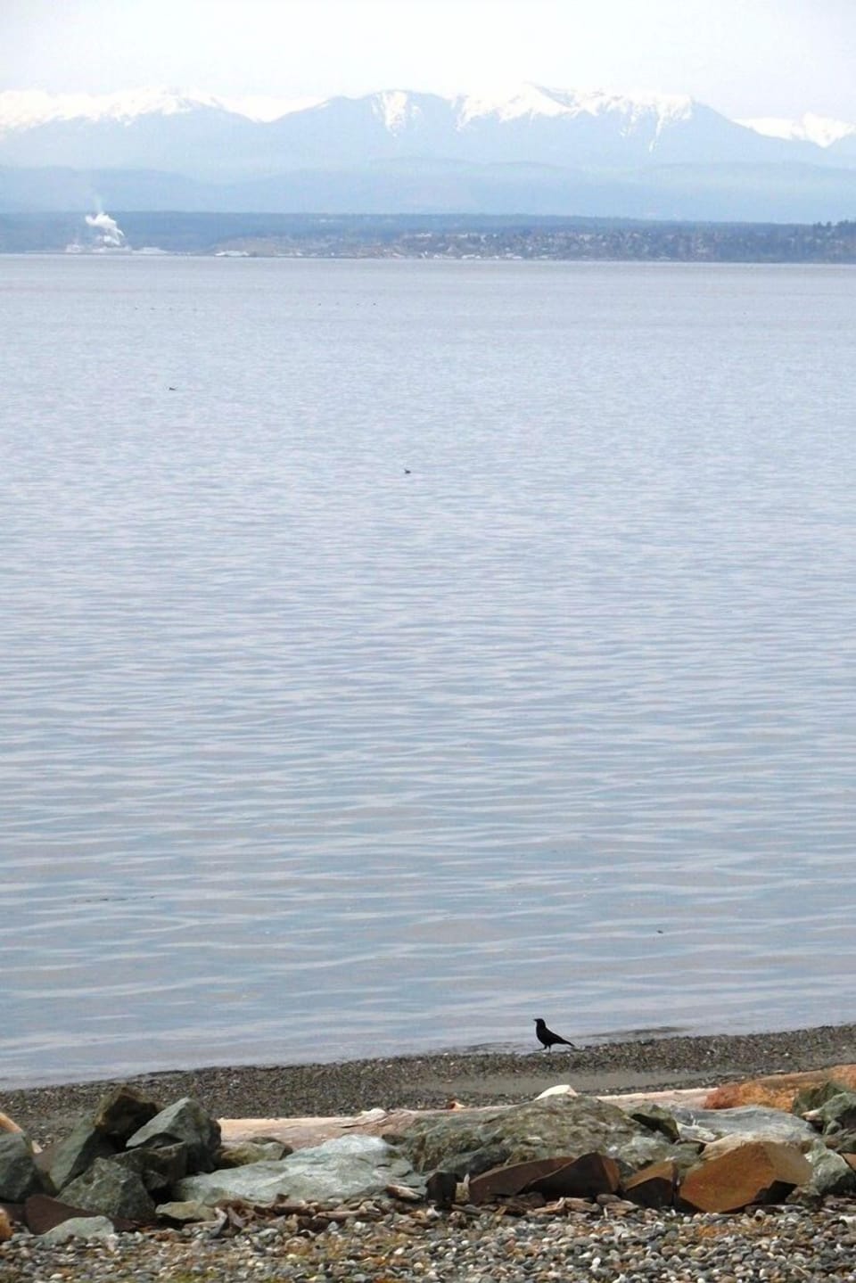Raven keeps watch on the beach at low tide.