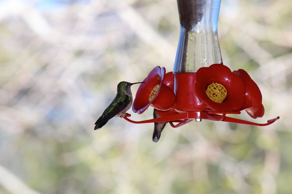 Bird feeder at house