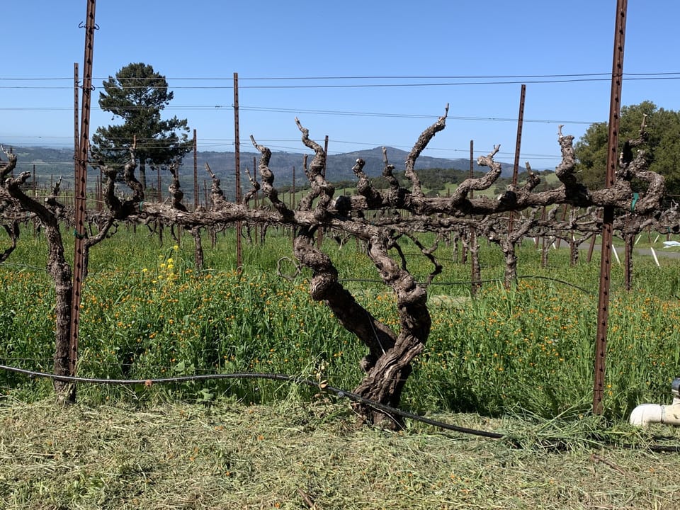 Zinfandel vines