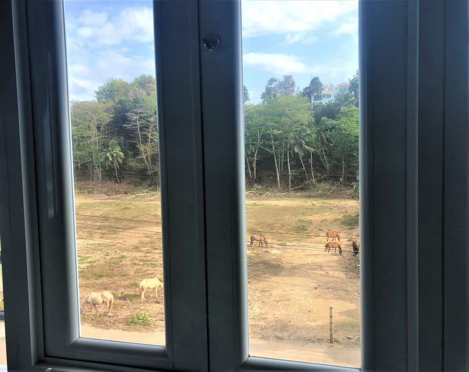 Horses graze out the primary bedroom window across the street (back of building)