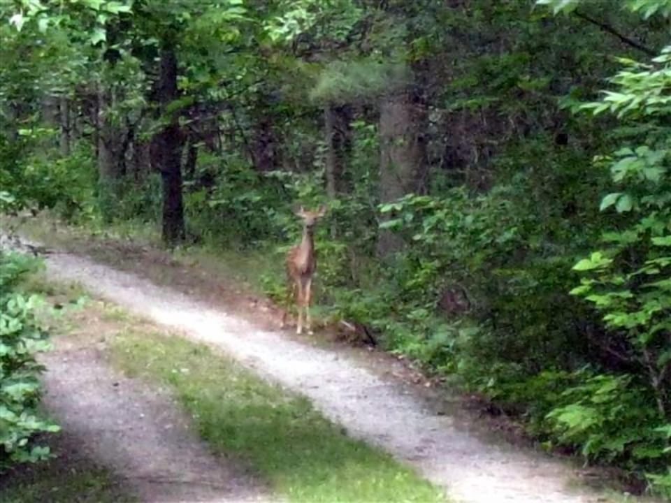 An occasional guest of the cottage