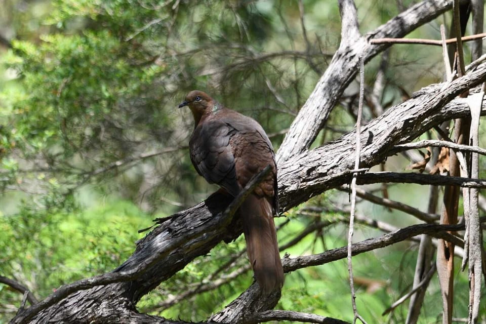 Brown Wood Dove photographed by Martin from the house in 2021