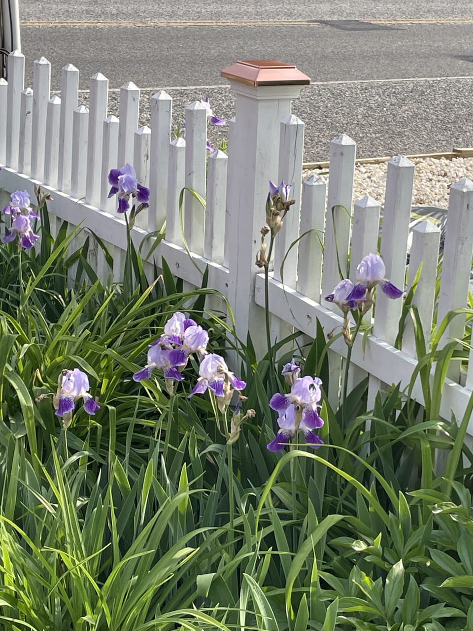 Spring blooms