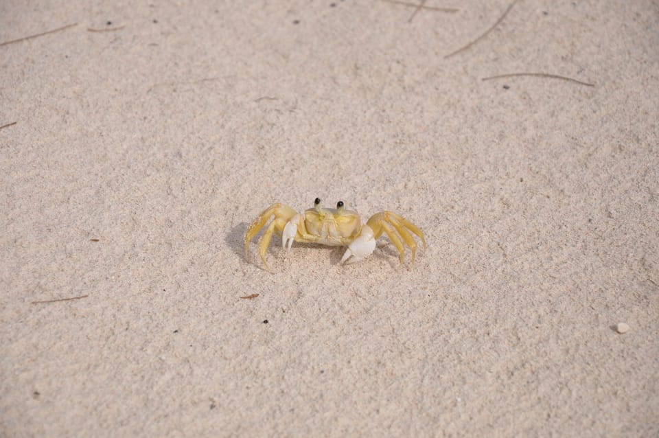 Island friends await you.