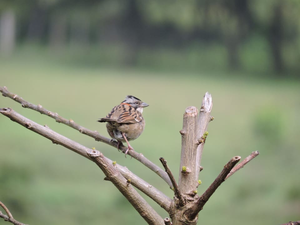 Bird Watching on site, many species visit