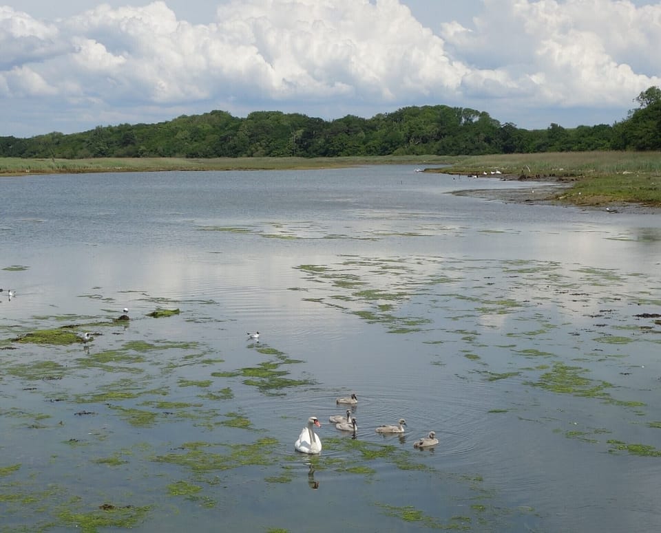 Swan and cygnets River Yar June 2020