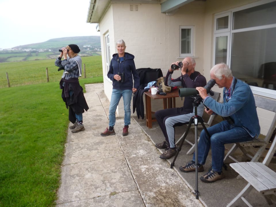 Peregrine spotting from the front of the house