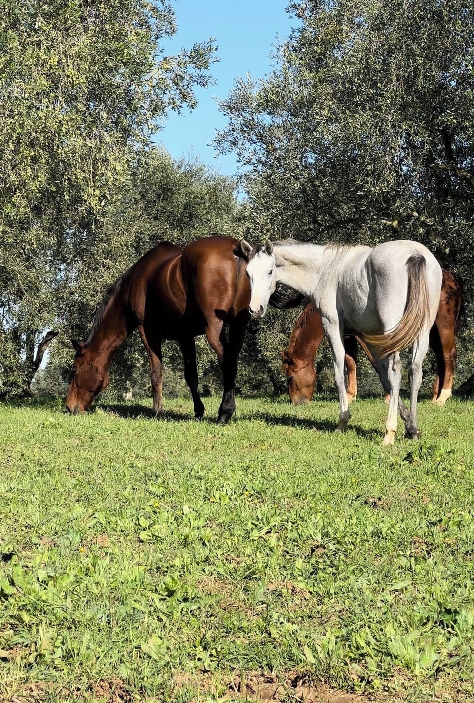 I nostri cavalli al pascolo