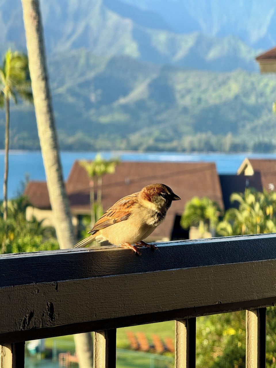Occasional visitor from nature's friend..