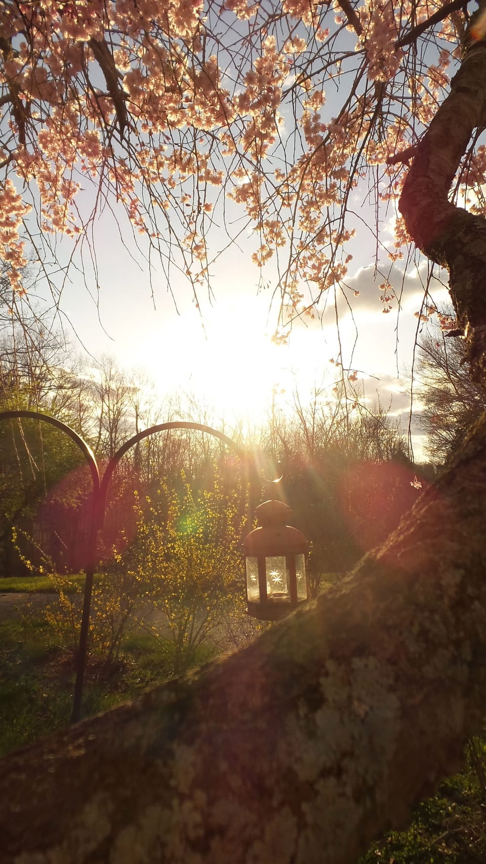 Front yard view