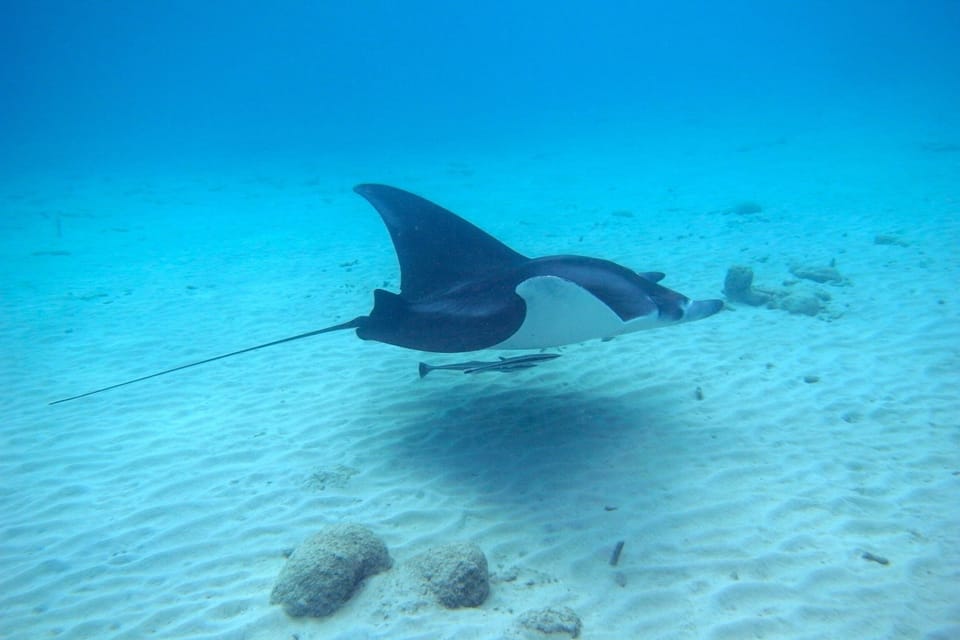 A manta ray glides by.