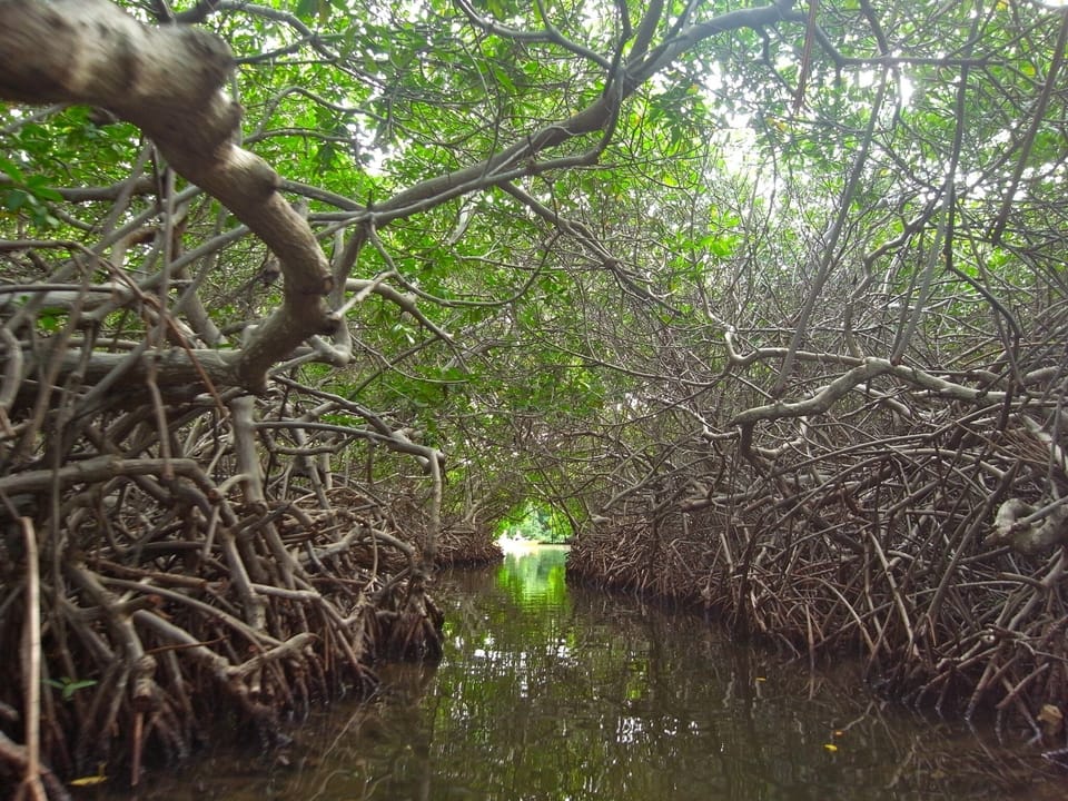 Kayaking in the mangroves