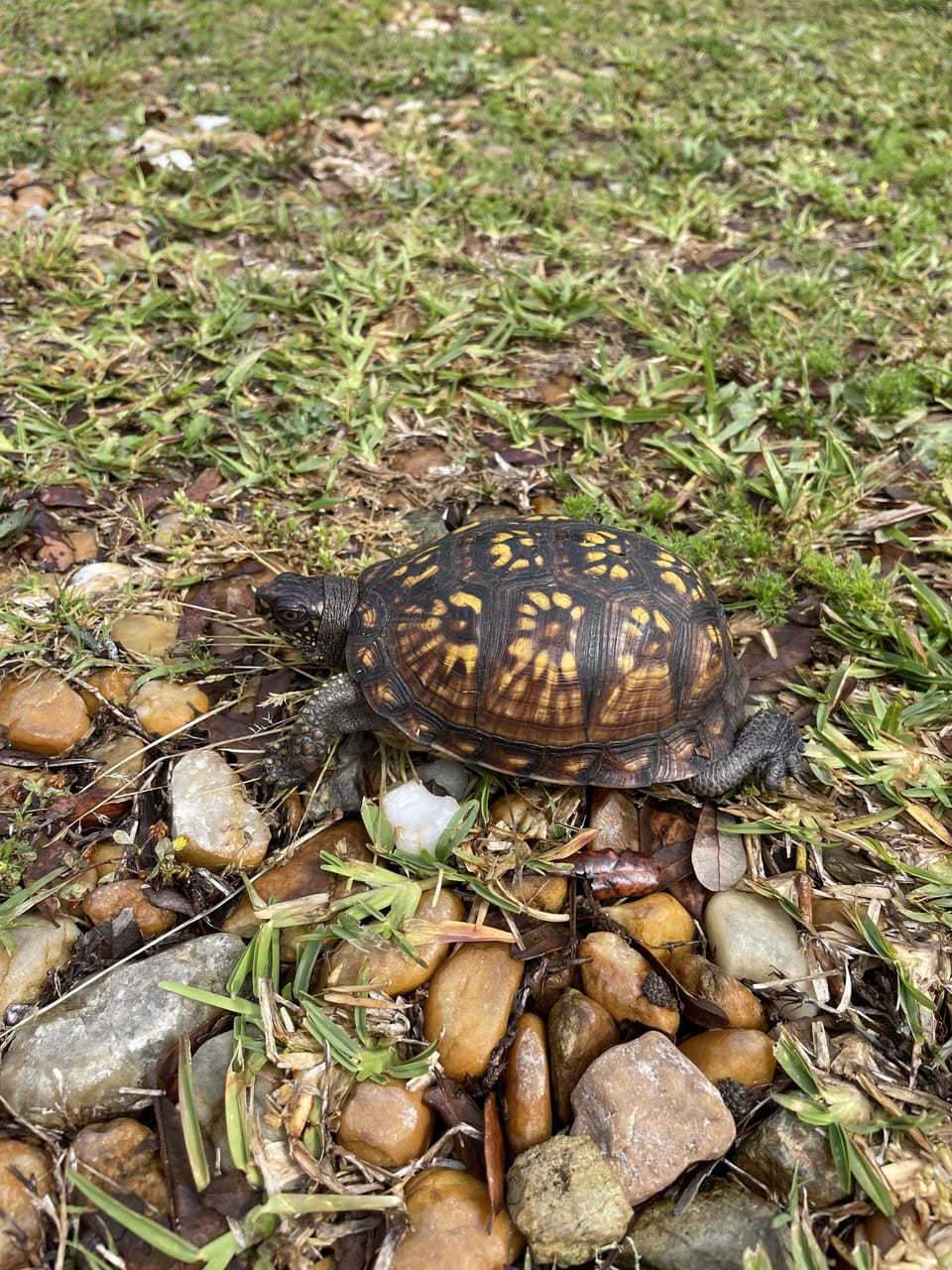 Wildlife is all around!
