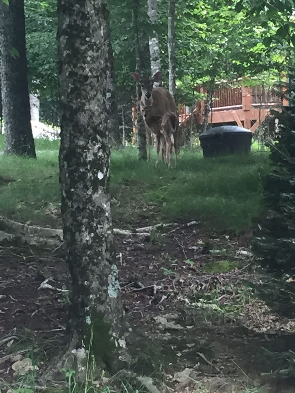 Mother and her baby (just off side of houes).